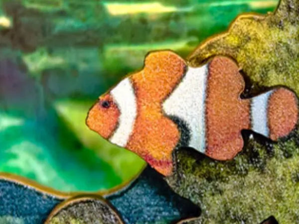 Poisson-clown
